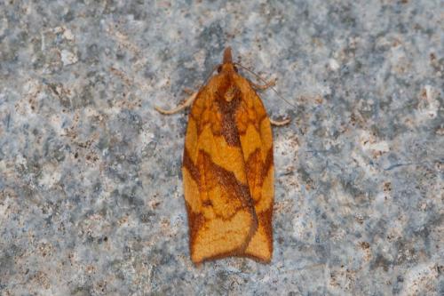 Choristoneura simonyi
